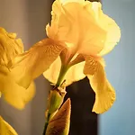 Bed & Breakfast La Meriggia Senigallia