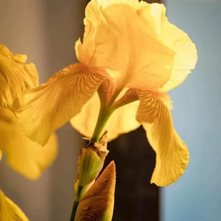 Bed & Breakfast La Meriggia Senigallia